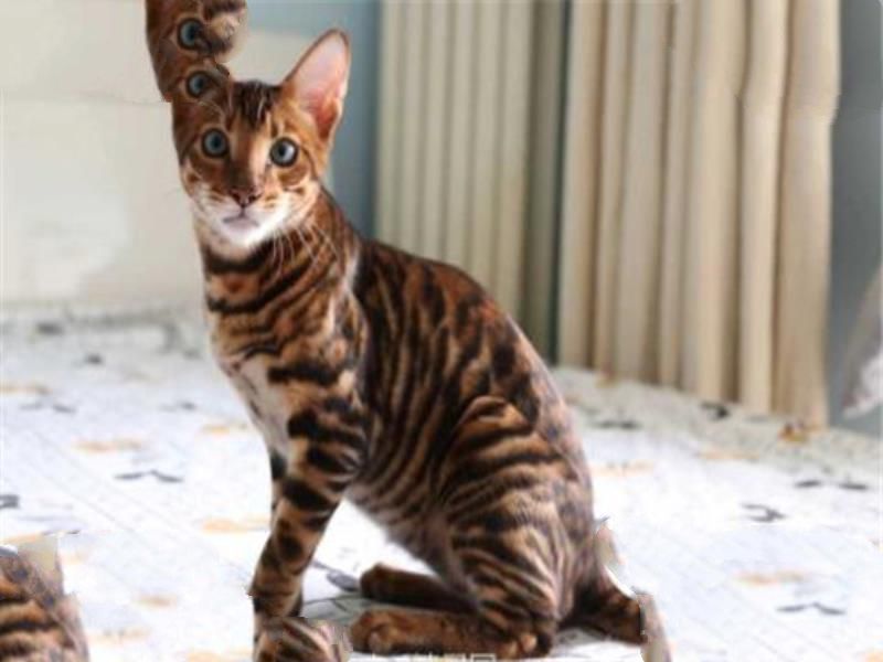 世界十大名猫排行榜 精灵猫全身无毛，第三眼神看着超无辜