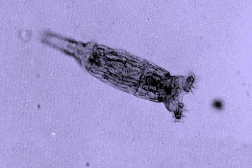 地球五大不死神兽：生命力爆表，第3种能偷DNA