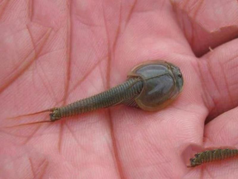 石炭纪十大恐怖生物 揭晓石炭纪生物大灭绝真相