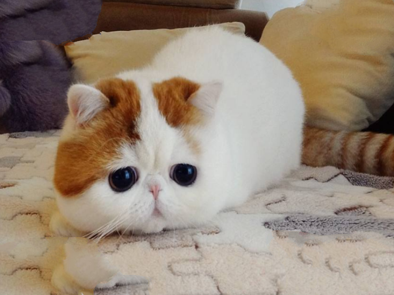 世界十大最漂亮的猫 优雅还是可爱，你喜欢哪种