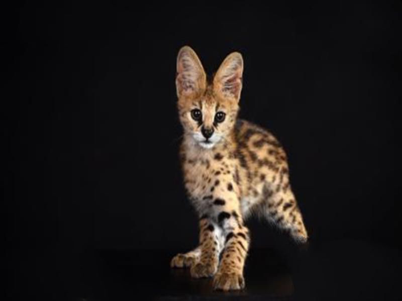 世界十大禁养猫科动物