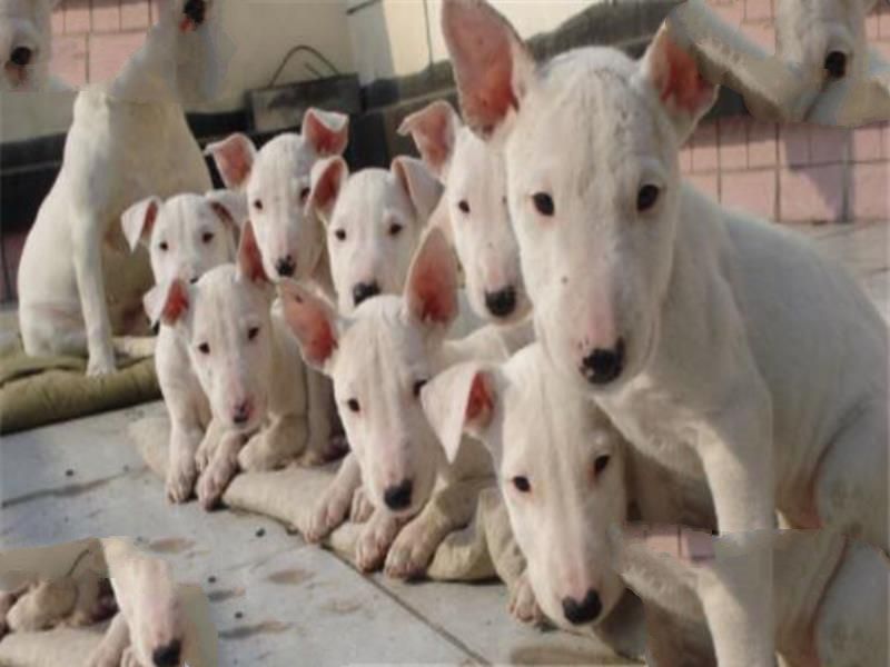 世界十大恶犬 加纳利犬致人死亡次数最多，第三竟然是国宝