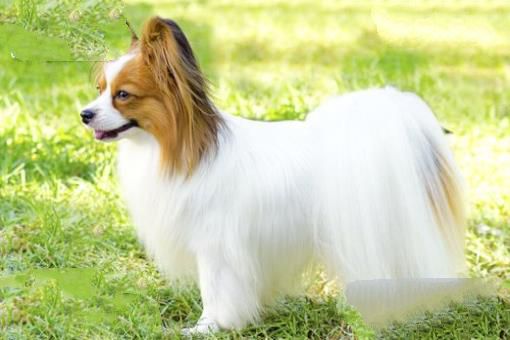 世界上最小的十大狗品种:约克犬可放口袋 吉娃娃最小