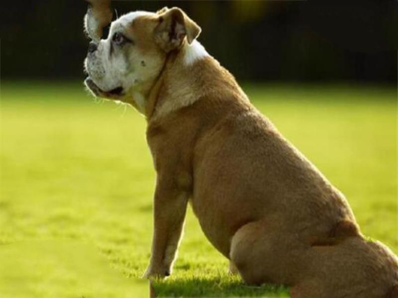 世界十大凶悍猛犬 高加索犬生存能力强，土佐斗犬被多国禁养