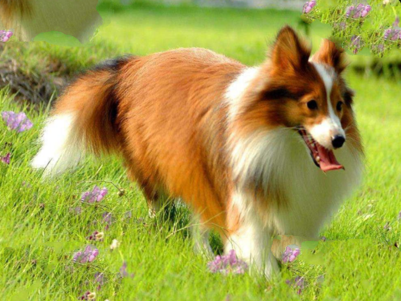 世界最聪明的十大名犬 贵宾排第二，拉布拉多仅第七