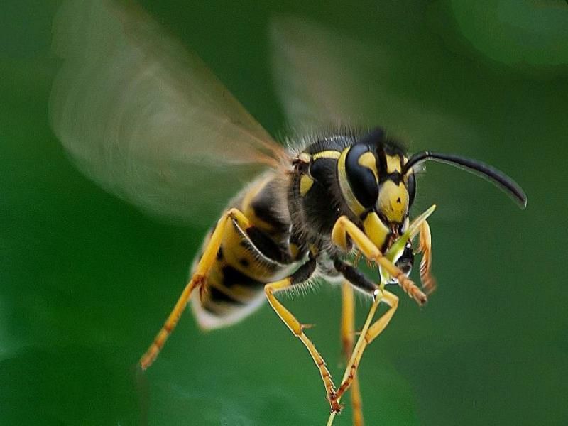 世界上最毒的十大昆虫排行榜，疟蚊每年会导致近200万人死亡