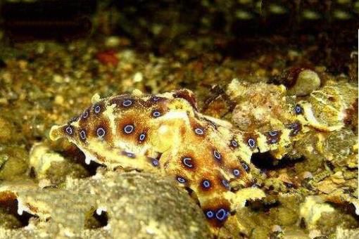 海洋十大毒物排行榜,这些深海最毒生物你都见过吗？