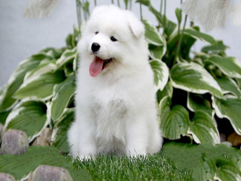 十大世界最可爱的狗排名 博美犬第一，萨摩耶上榜