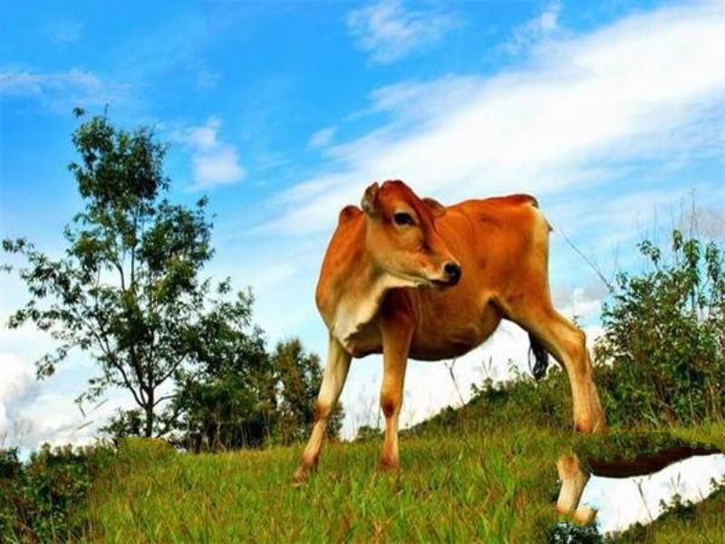 世界上最小的牛：体长仅有84厘米，已加入吉尼斯世界纪录