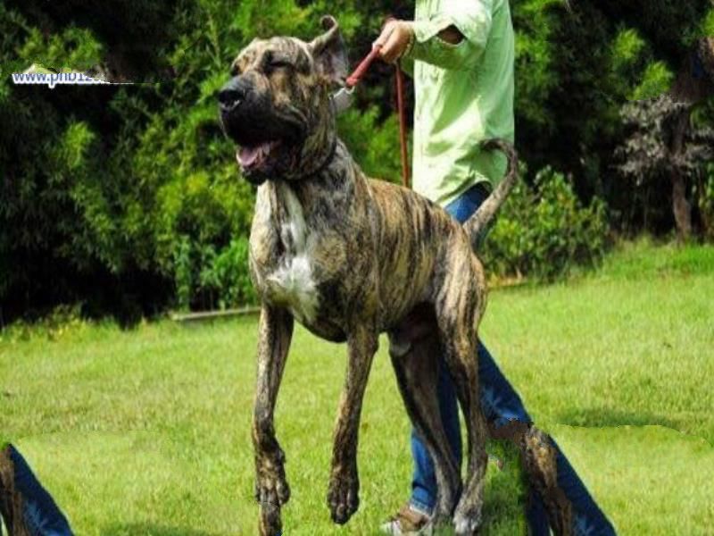 世界上最凶猛的狗排名,比特犬吊打藏獒称霸