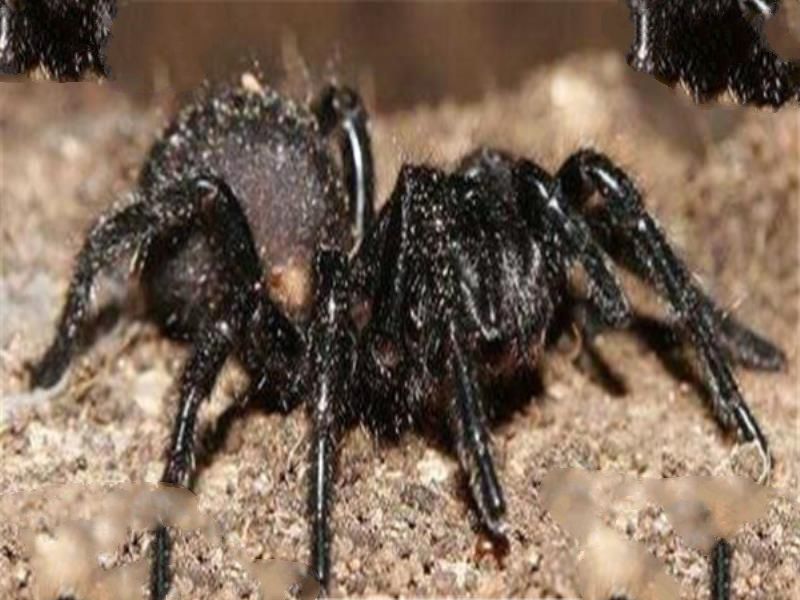 世界十大毒物 澳洲方水母遇见则躲,眼镜王蛇攻击起来毫不留情