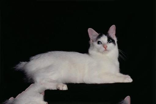 世界上最聪明的猫排行，高智商又粘人的猫主子们