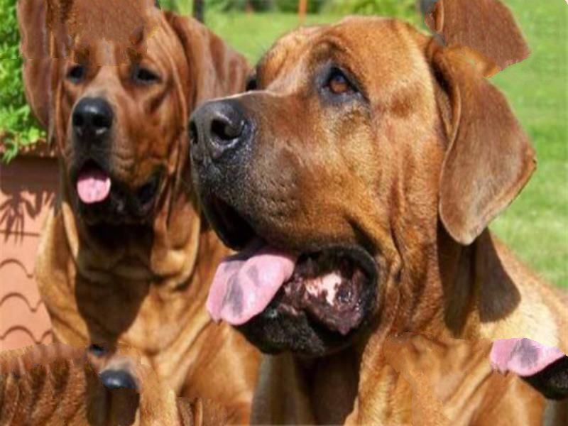 世界十大最凶悍猛犬 西藏獒犬上榜，比特犬异常凶猛