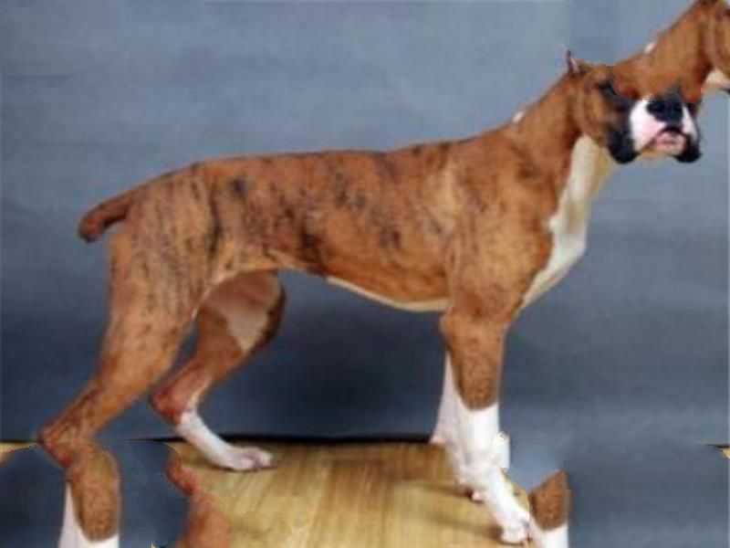 世界十大名狗排名 拉布拉多很讨人喜欢，牧羊犬大多成了警犬
