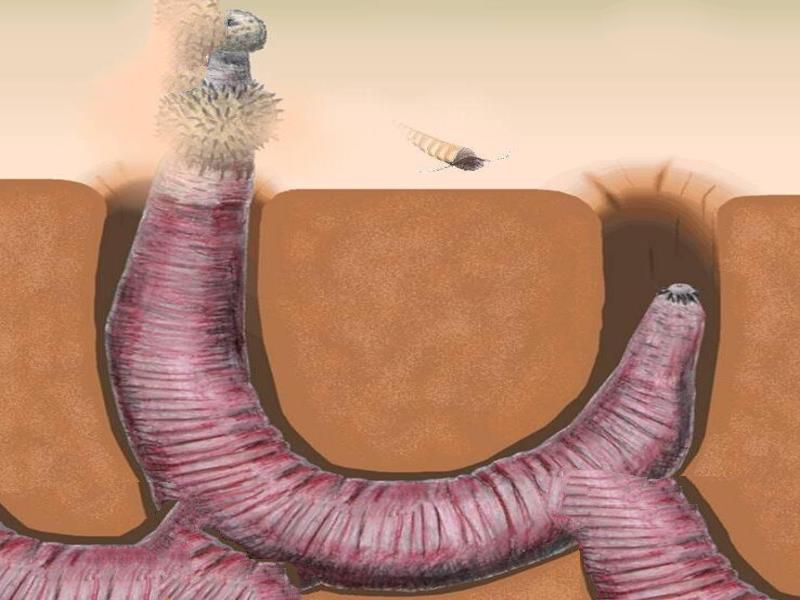 寒武纪十大恐怖生物：奇虾成地球霸主 恐龙是它晚辈