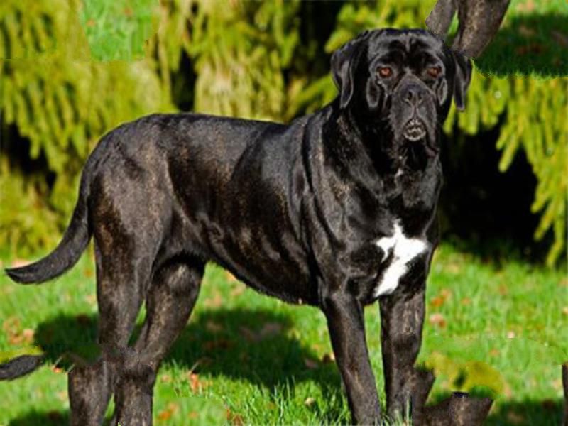 世界十大凶犬最新排名 第七被称为杀人犬，建议最好别养