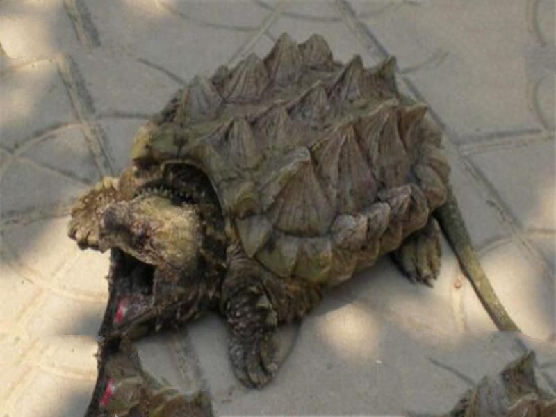 世界最大的十大乌龟 黑海龟数量在减少，榜首基本无争议