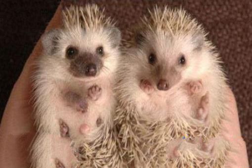 非洲小刺猬(AfricanPygmyHedgehog)