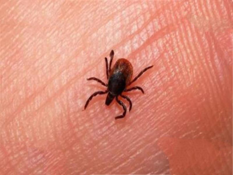世界十大吸血鬼生物 壶夜蛾会反复叮咬，水蛭在乡村很常见