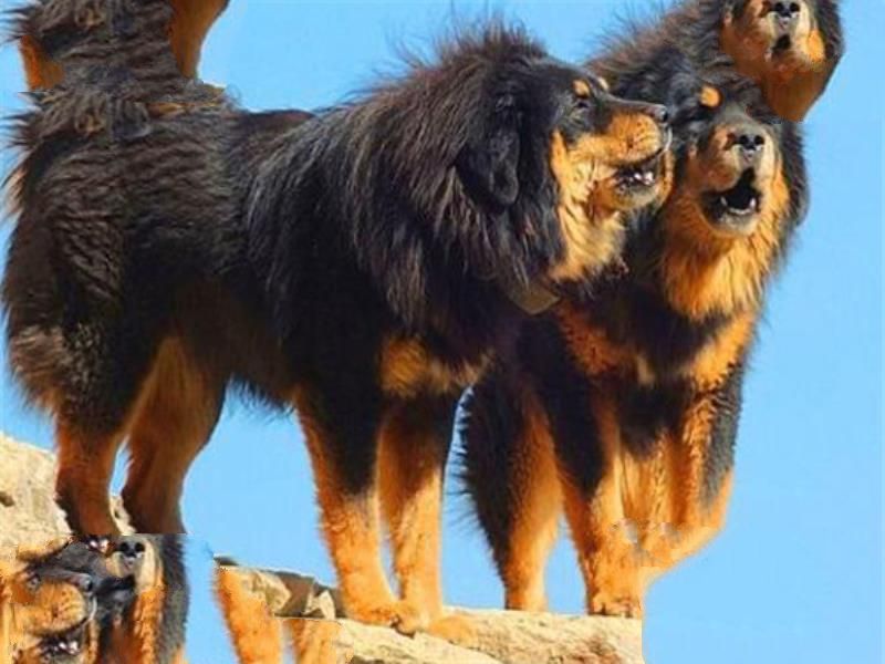 世界十大猛犬排名 杜高犬打得过野猪，你认识哪几种
