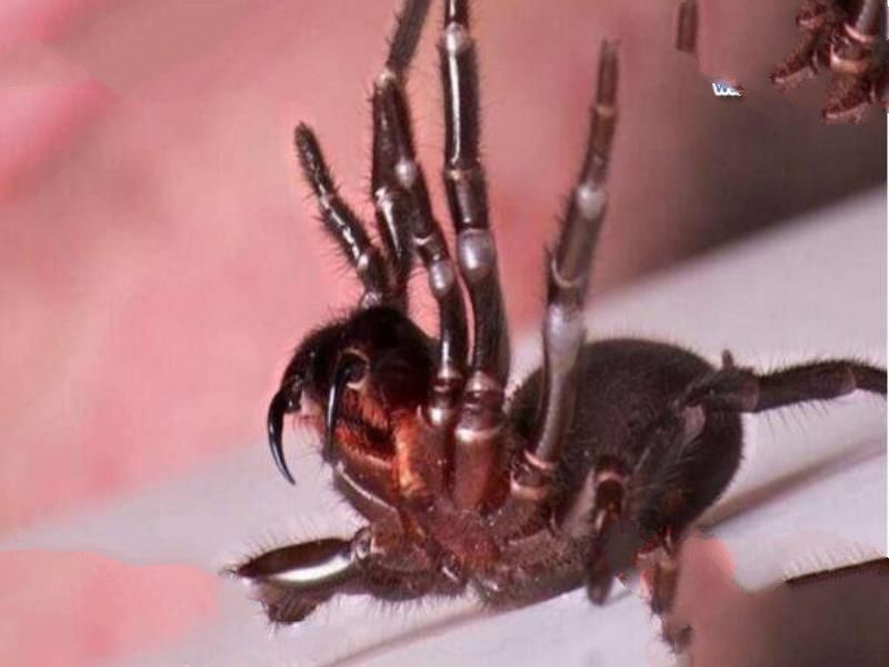 世界十大毒王排行榜 澳洲箱水母毒死人仅需30秒