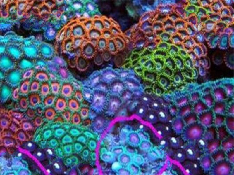 世界毒性最强的十大生物 锥形蜗牛一滴毒液能致死20位成年人