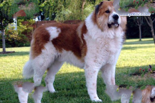 世界十大猛犬，藏獒仅第六，第一不知疼痛！