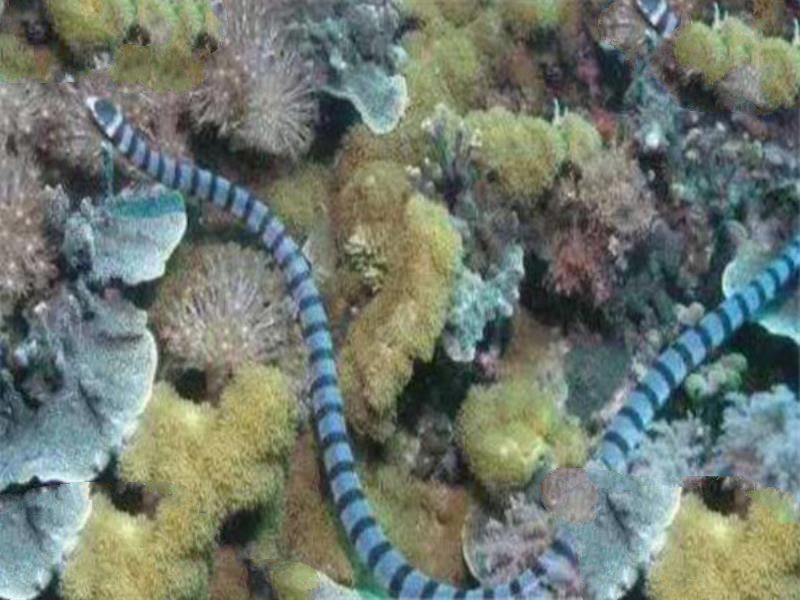 世界十大有毒生物 遇箱形水母必躲，黑曼巴蛇致死率100%