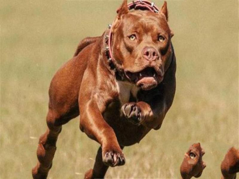 世界最凶的狗十大排行榜 加纳利犬每年致死率全球居前列
