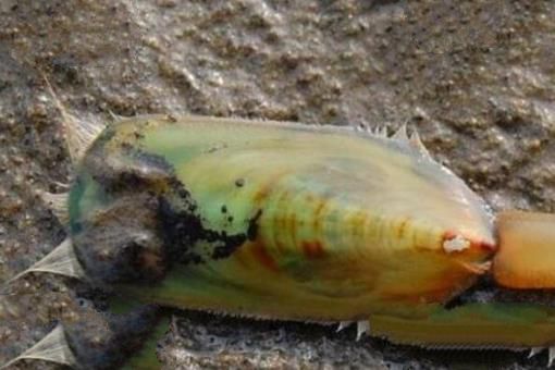 杀不死的十大生物，面对核武器都鄙夷不屑