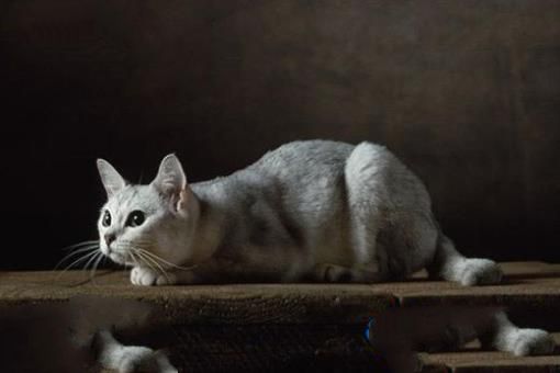 世界十大最名贵猫排行榜 最名贵猫介绍