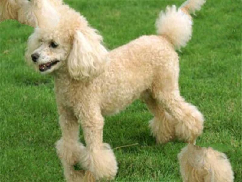 世界十大名犬智商排名 边境牧羊犬智商等同于八岁小孩