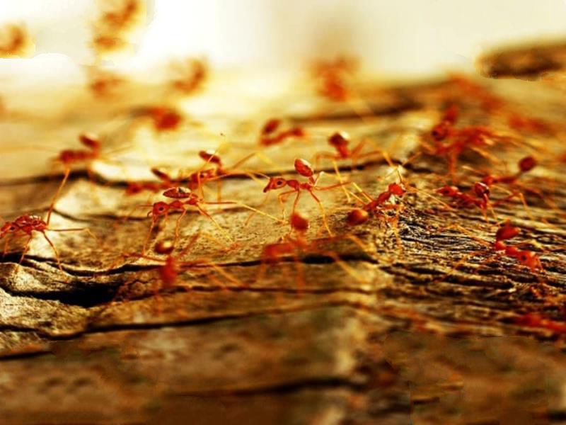 昆虫界十大顶级杀手:黑刺大腭蚁曾灭二战德军精锐!