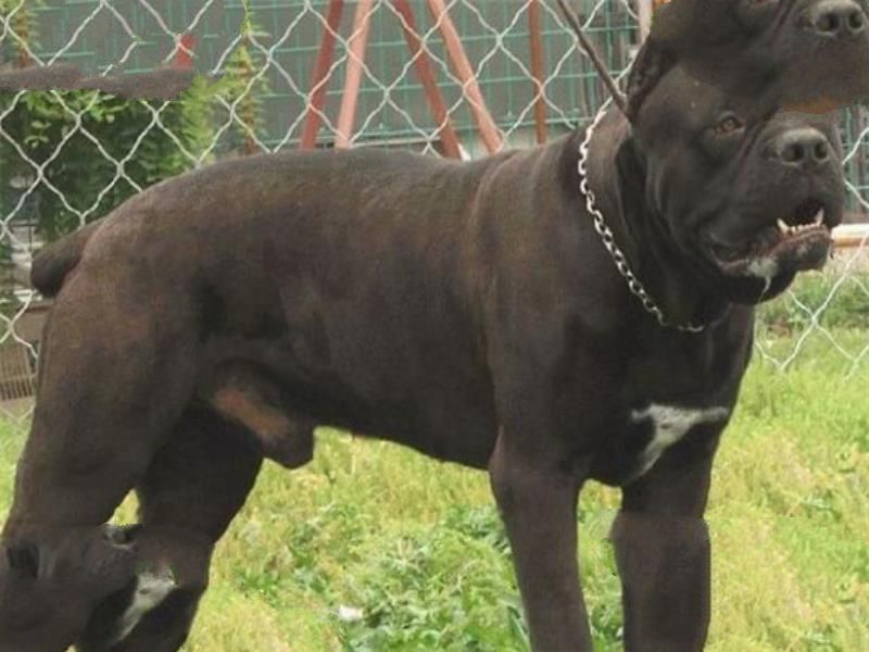 世界十大护卫犬 加纳利犬比藏獒还猛，第一养起来很贵
