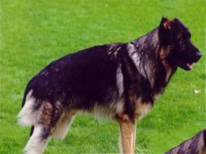 世界十大最凶猛的军犬 中国昆明犬上榜，个个凶猛无比