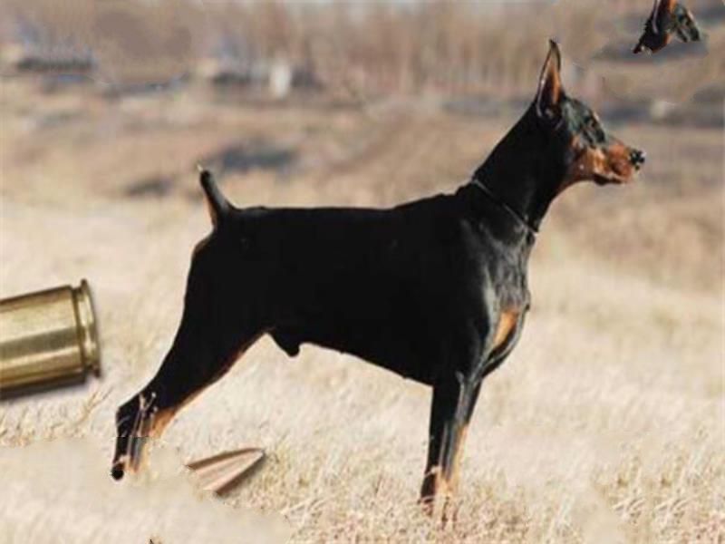 世界十大最凶猛的军犬 中国昆明犬上榜，个个凶猛无比