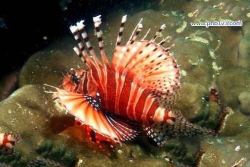 海洋十大毒物排行榜,这些深海最毒生物你都见过吗？
