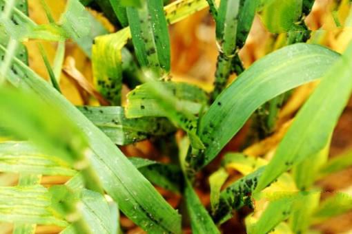 世界上繁殖最快的昆虫,竟然是蚜虫（密集恐惧症勿看）