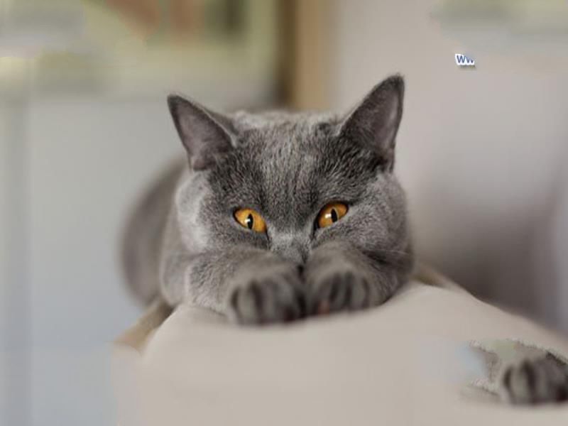 世界上最聪明的猫排行，高智商又粘人的猫主子们