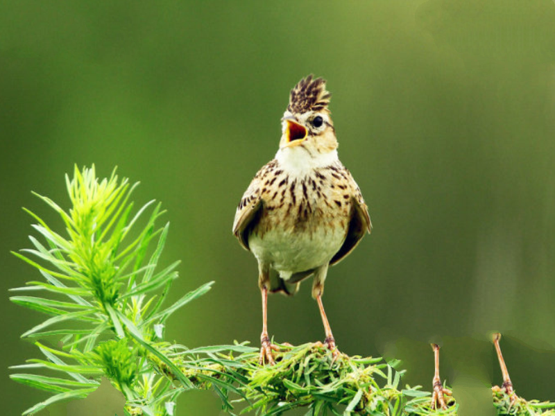 观赏鸟十大鸣鸟排名，最受欢迎的鸟长得漂亮声音好听