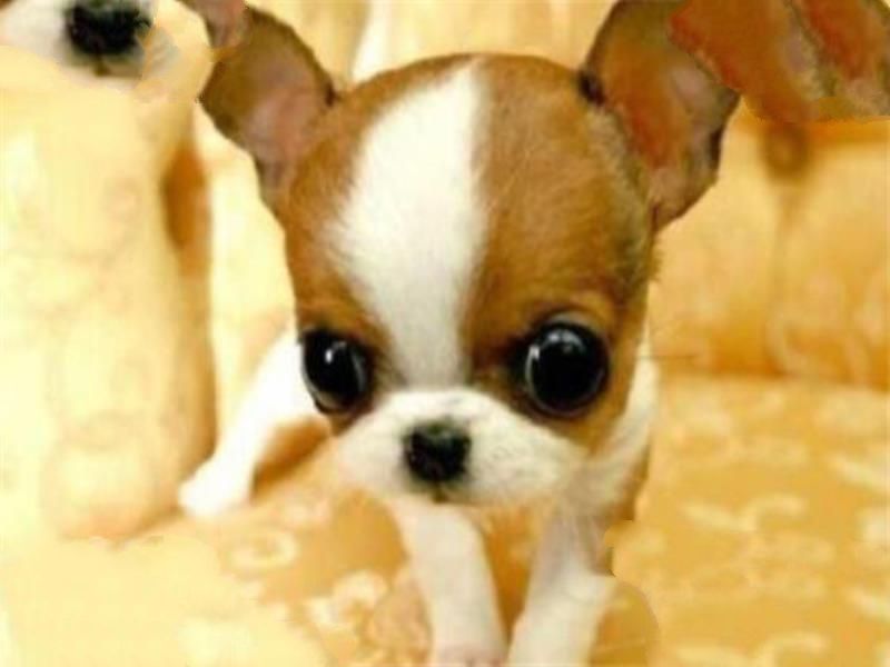 世界十大傻狗排名 哈士奇都没进前三，斗牛犬超凶猛