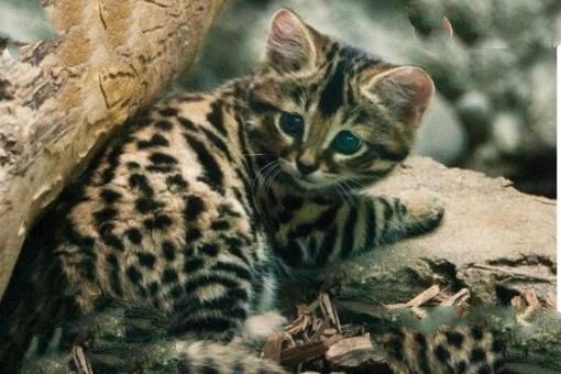 世界上最大的猫,乌克兰巨猫Angie(重726斤/核辐射异变)