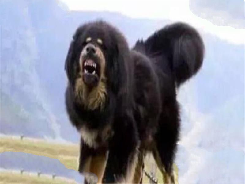 世界十大凶悍猛犬 高加索犬生存能力强，土佐斗犬被多国禁养