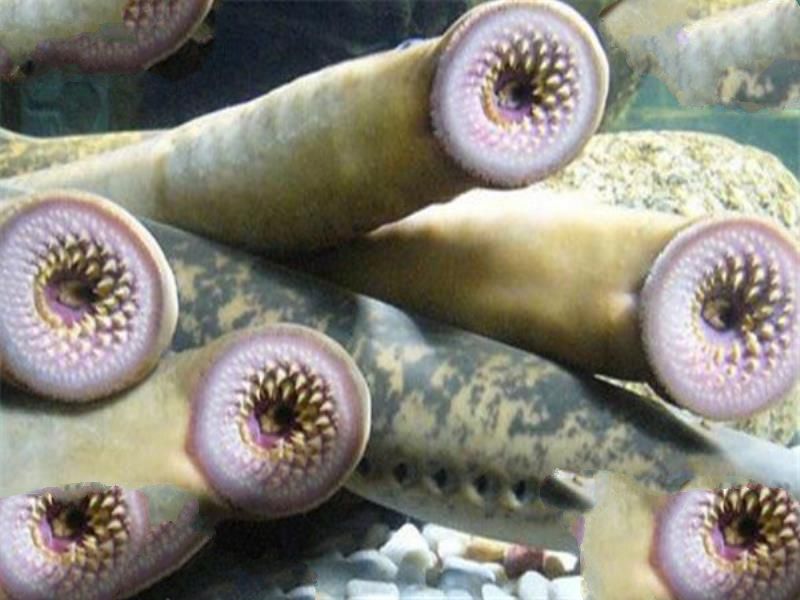 世界十大吸血鬼生物 壶夜蛾会反复叮咬，水蛭在乡村很常见