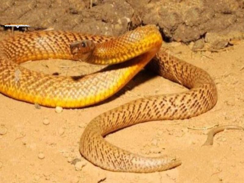 世界十大毒王排行榜 澳洲箱水母毒死人仅需30秒
