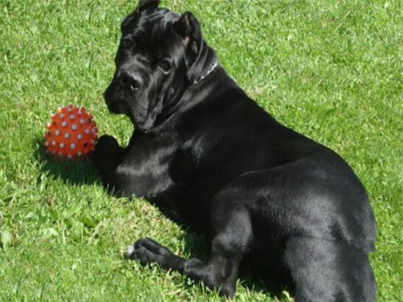 世界十大恶犬 加纳利犬致人死亡次数最多，第三竟然是国宝