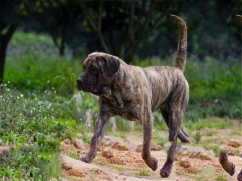 世界十大凶犬最新排名 第七被称为杀人犬，建议最好别养
