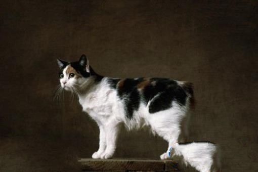世界十大最名贵猫排行榜 最名贵猫介绍