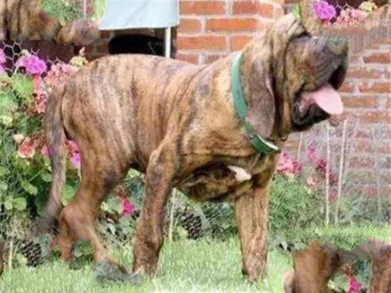 世界十大最凶悍猛犬 西藏獒犬上榜，比特犬异常凶猛