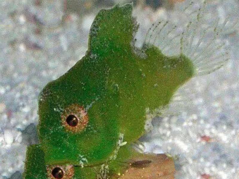 世界七大最萌的鱼 五脚虎像一个行走的表情包翻车鱼体型大